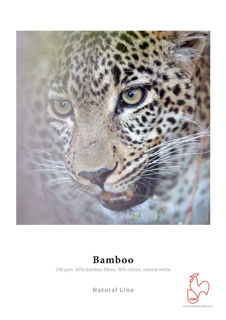 Picture of Bamboo - 17in