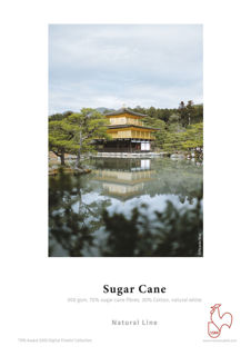 Picture of Sugar Cane - A3+